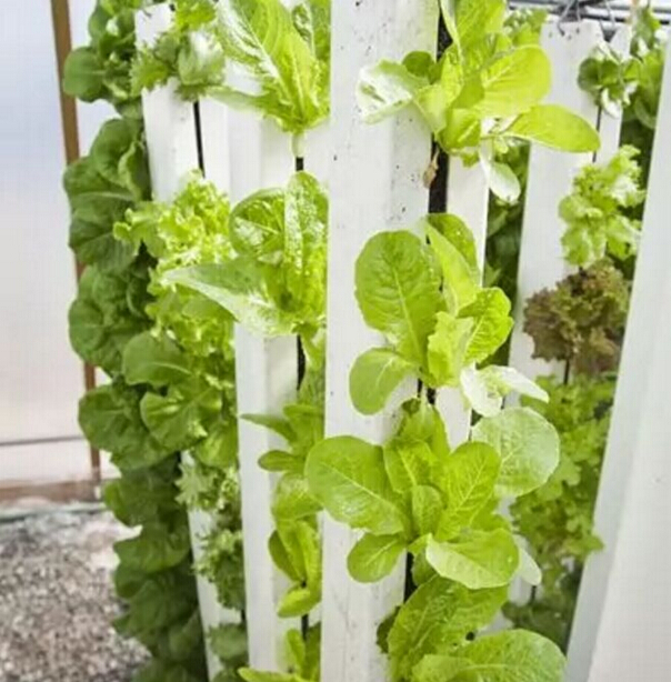 如何解决温饱问题?荷兰垂直农场种蔬菜